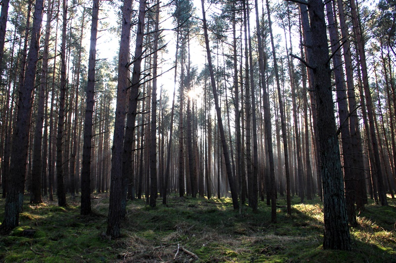 woods